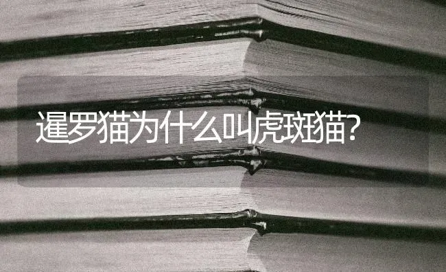 暹罗猫为什么叫虎斑猫？ | 动物养殖问答