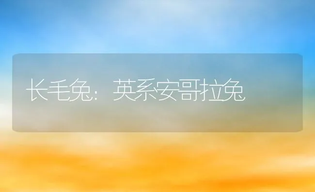 长毛兔：英系安哥拉兔 | 动物养殖饲料