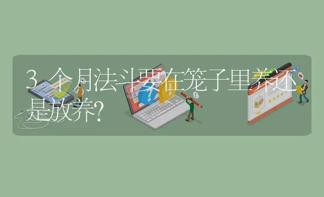 3个月法斗要在笼子里养还是放养？ | 动物养殖问答