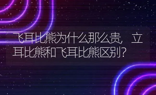 飞耳比熊为什么那么贵,立耳比熊和飞耳比熊区别？ | 宠物百科知识