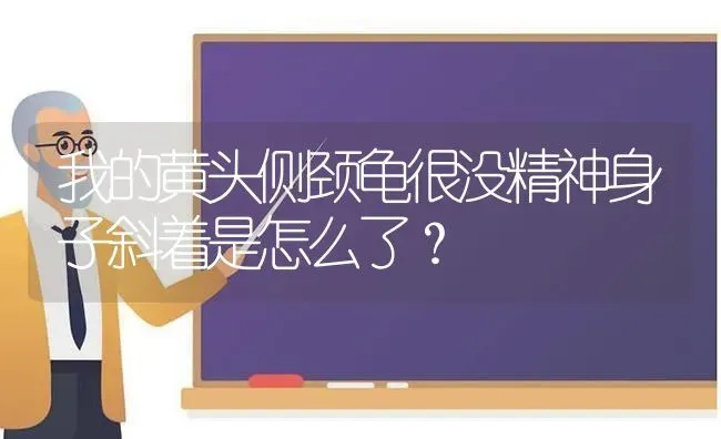 我的黄头侧颈龟很没精神身子斜着是怎么了？ | 动物养殖问答