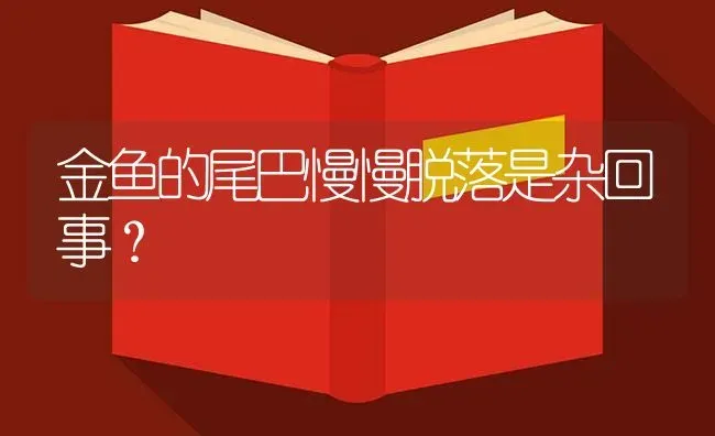 金鱼的尾巴慢慢脱落是杂回事？ | 鱼类宠物饲养