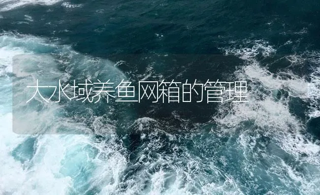 大水域养鱼网箱的管理 | 海水养殖技术