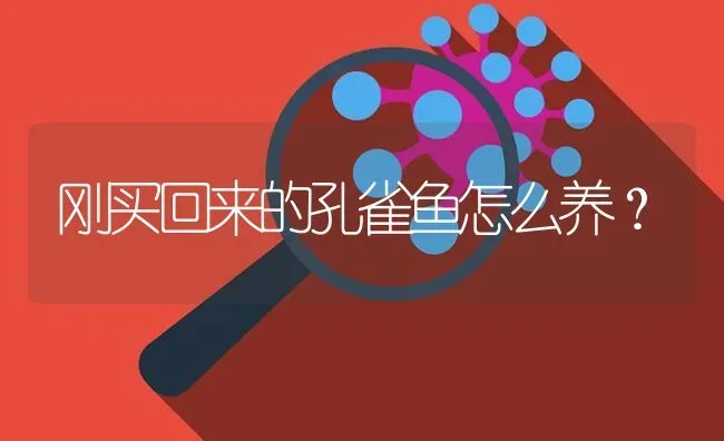 刚买回来的孔雀鱼怎么养？ | 鱼类宠物饲养