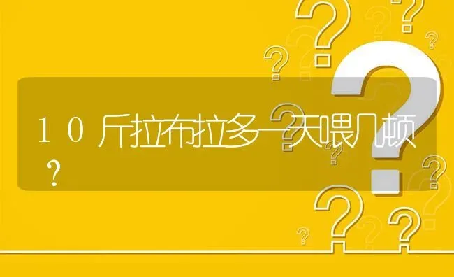 10斤拉布拉多一天喂几顿？ | 动物养殖问答