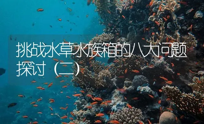 挑战水草水族箱的八大问题探讨（二） | 海水养殖技术