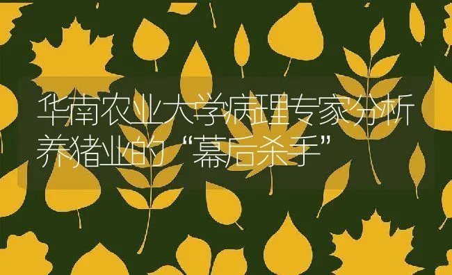 华南农业大学病理专家分析养猪业的“幕后杀手” | 动物养殖饲料