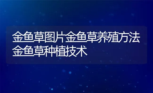 金鱼草图片金鱼草养殖方法金鱼草种植技术 | 水产养殖知识