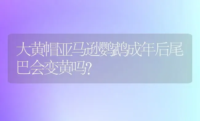 大黄帽亚马逊鹦鹉成年后尾巴会变黄吗？ | 动物养殖问答