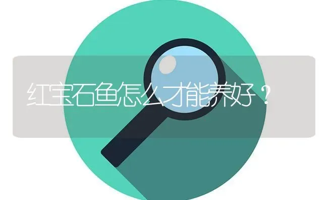 红宝石鱼怎么才能养好？ | 鱼类宠物饲养