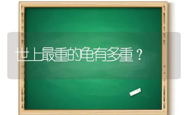 猫咪胃口正常，但吃完就吐？ | 动物养殖问答