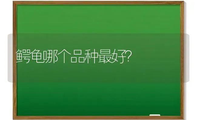 鳄龟哪个品种最好？ | 动物养殖问答