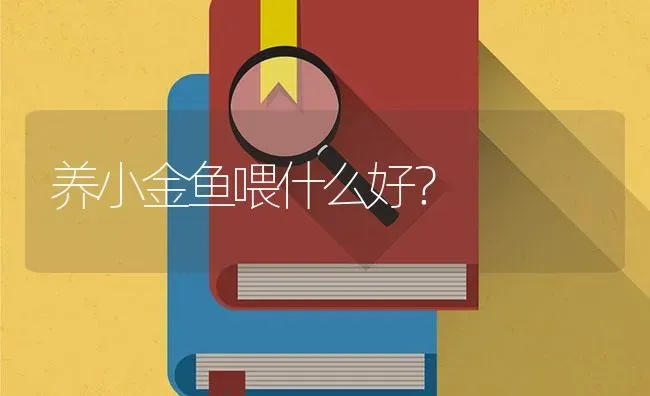 养小金鱼喂什么好？ | 鱼类宠物饲养