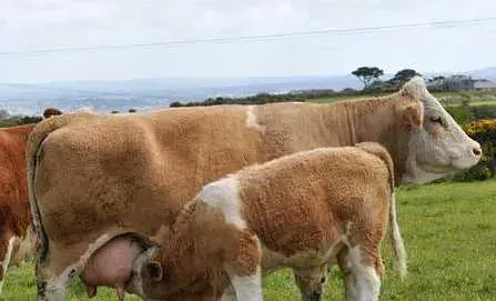 肉牛草料选择要点