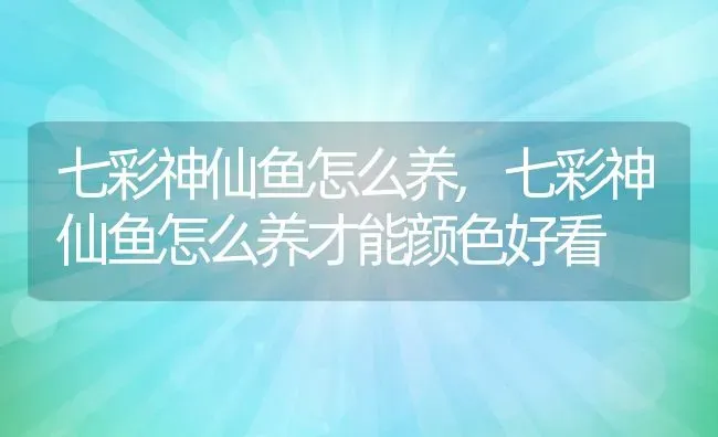 七彩神仙鱼怎么养,七彩神仙鱼怎么养才能颜色好看 | 宠物百科知识