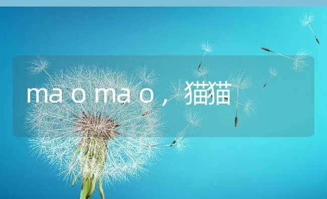 maomao,猫猫 | 宠物百科知识