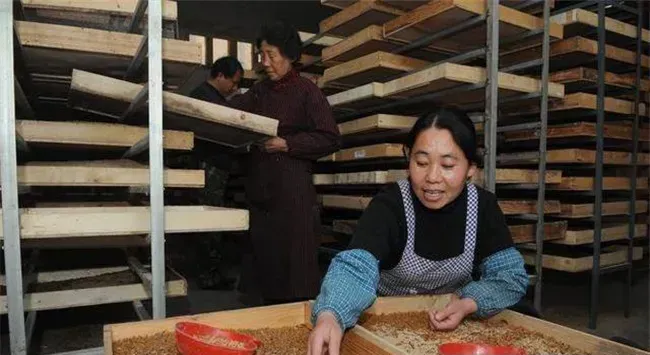 养殖黄粉虫的误区