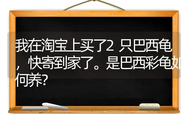 我在淘宝上买了2只巴西龟，快寄到家了。是巴西彩龟如何养？ | 动物养殖问答