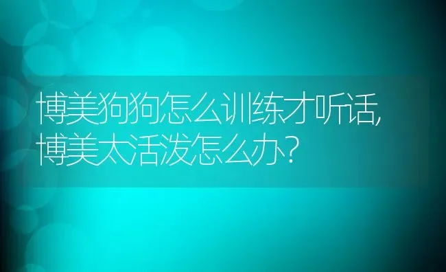 博美狗狗怎么训练才听话,博美太活泼怎么办？ | 宠物百科知识