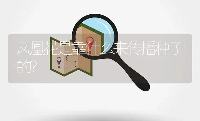 凤凰花是靠什么来传播种子的？ | 鱼类宠物饲养