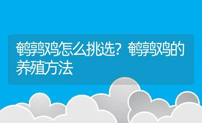 鹌鹑鸡怎么挑选？鹌鹑鸡的养殖方法 | 家畜养殖技术