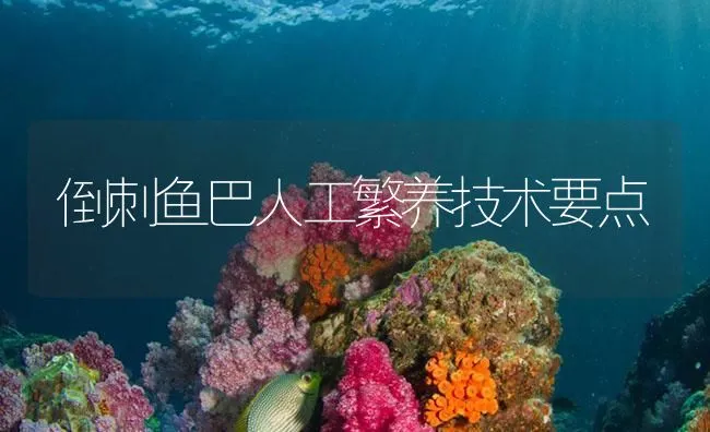 倒刺鱼巴人工繁养技术要点 | 海水养殖技术