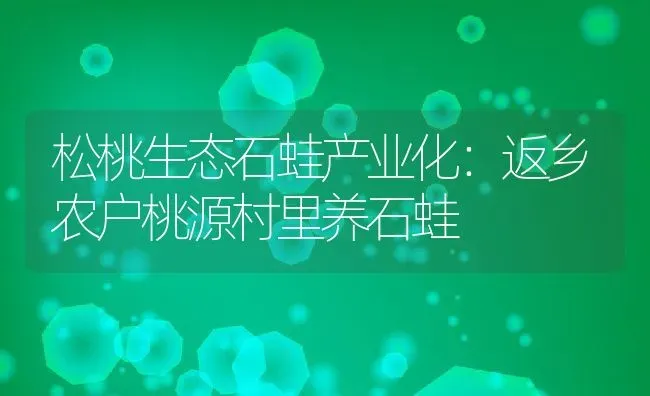 松桃生态石蛙产业化：返乡农户桃源村里养石蛙 | 动物养殖教程