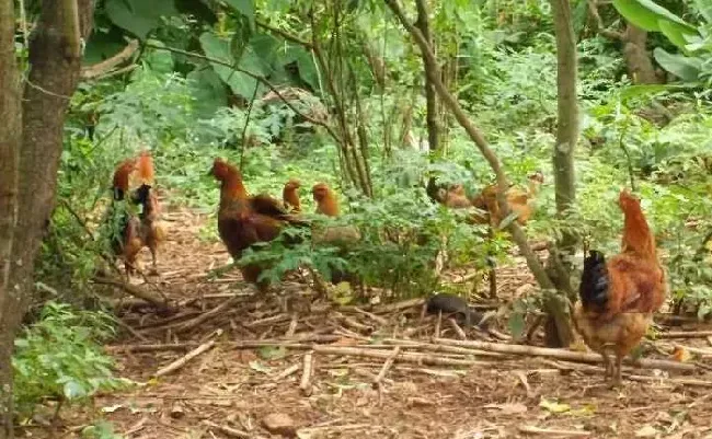 土鸡的综合性防治措施与消毒