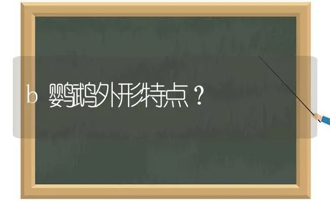 b鹦鹉外形特点？ | 动物养殖问答