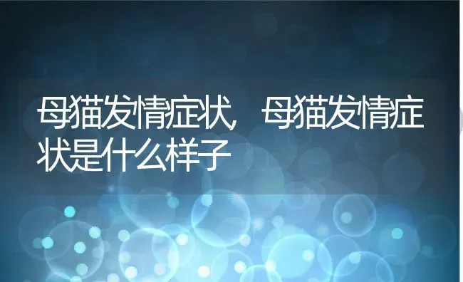 母猫发情症状,母猫发情症状是什么样子 | 宠物百科知识