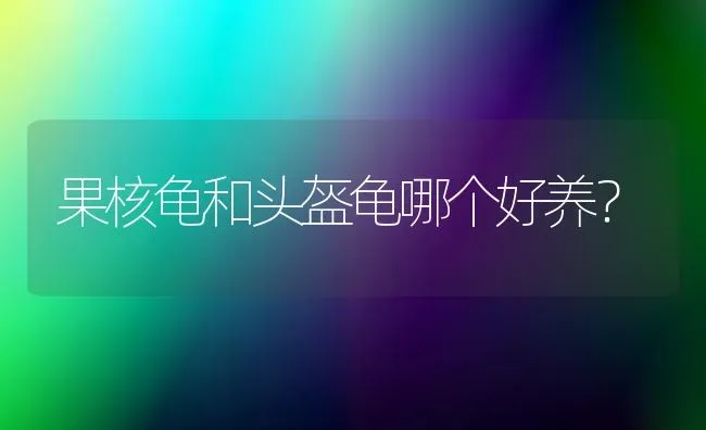 果核龟和头盔龟哪个好养？ | 动物养殖问答