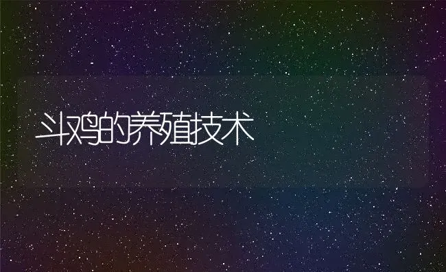 斗鸡的养殖技术 | 动物养殖百科