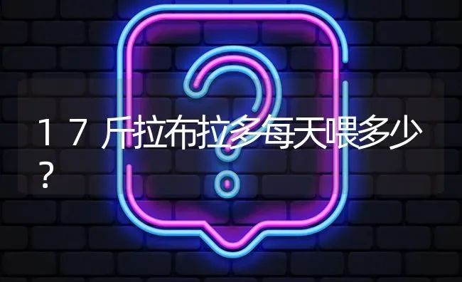 17斤拉布拉多每天喂多少？ | 动物养殖问答