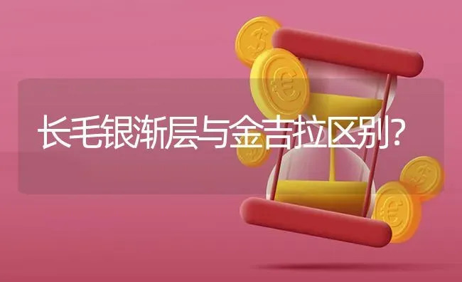 长毛银渐层与金吉拉区别？ | 动物养殖问答