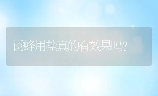 诱蜂用盐真的有效果吗？ | 动物养殖教程