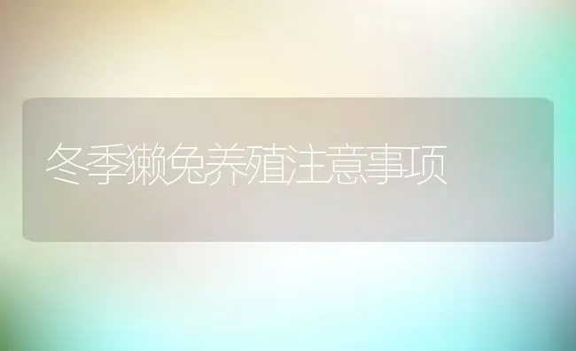 冬季獭兔养殖注意事项 | 动物养殖百科