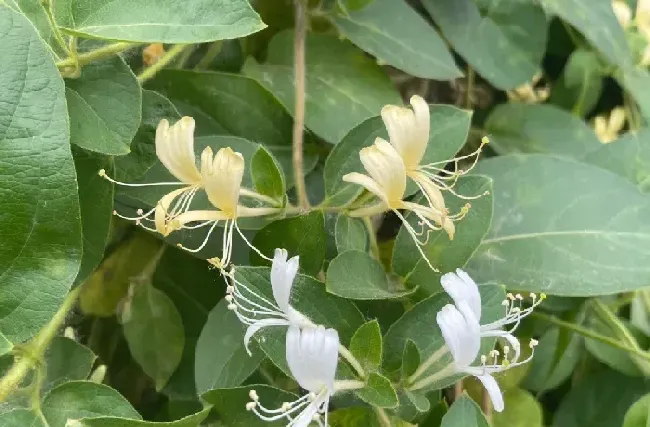 金银花应该怎么种植和管理