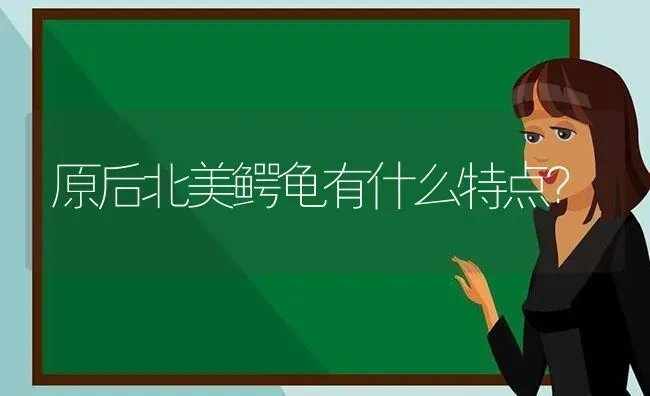 原后北美鳄龟有什么特点？ | 动物养殖问答