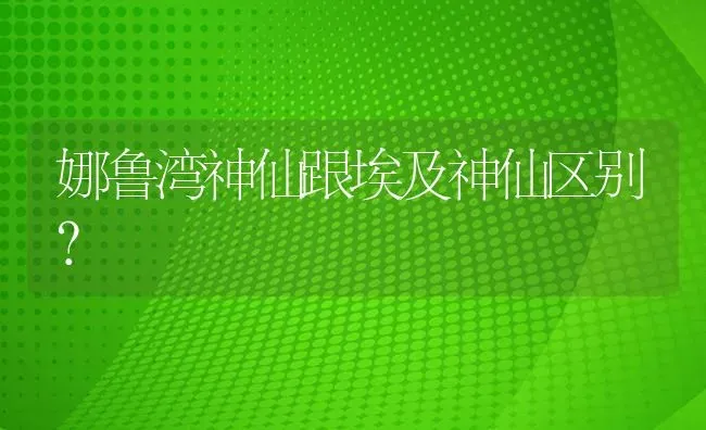 娜鲁湾神仙跟埃及神仙区别？ | 鱼类宠物饲养