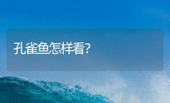 红鹦鹉鱼养几年能产卵？ | 鱼类宠物饲养