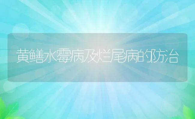 黄鳝水霉病及烂尾病的防治 | 水产养殖知识