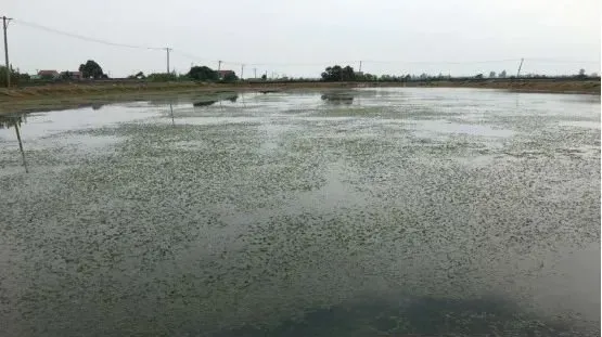 六月蟹塘虾塘如何保持水草活力？飘草解决方案，蟹虾养殖养草关键