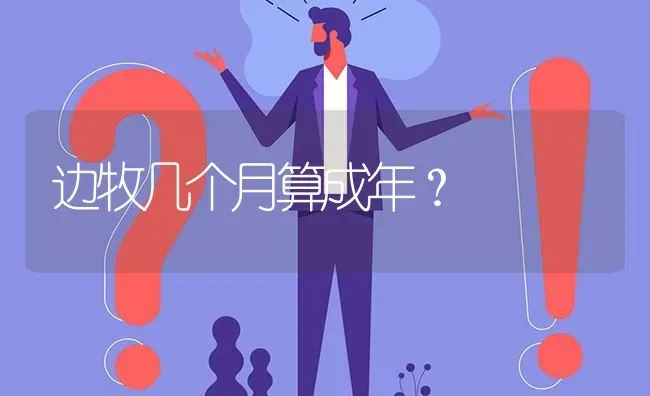 边牧几个月算成年？ | 动物养殖问答