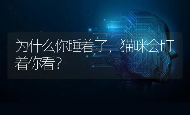 为什么你睡着了，猫咪会盯着你看？ | 动物养殖问答