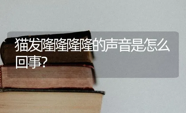 猫发隆隆隆隆的声音是怎么回事？ | 动物养殖问答