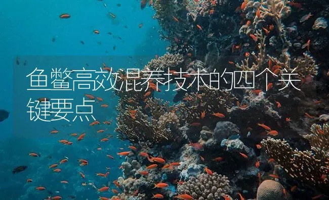 鱼鳖高效混养技术的四个关键要点 | 海水养殖技术