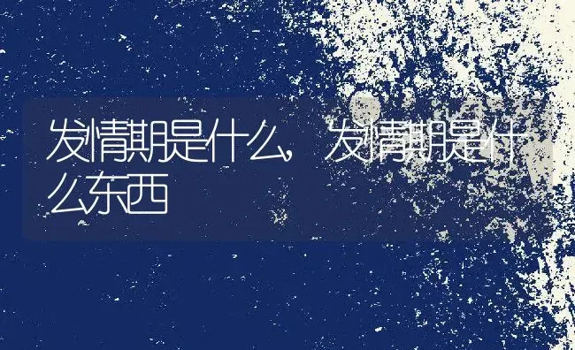 发情期是什么,发情期是什么东西 | 宠物百科知识