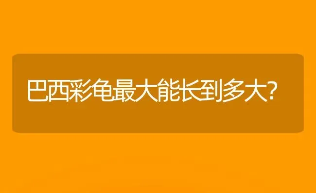 巴西彩龟最大能长到多大？ | 动物养殖问答