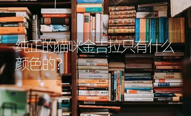 纯正的猫咪金吉拉只有什么颜色的？ | 动物养殖问答