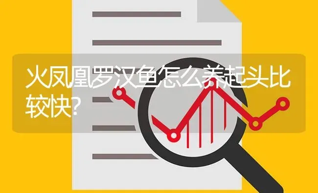 火凤凰罗汉鱼怎么养起头比较快？ | 鱼类宠物饲养